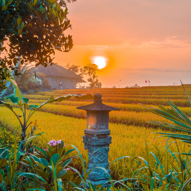 "Balinese Rice Fields at Sunset" stock image