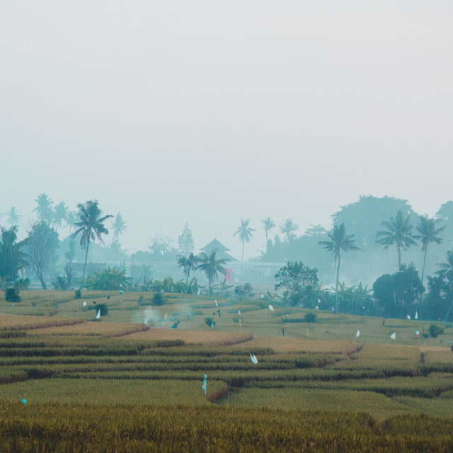 "Balinese Rice Fields at Dusk" stock image