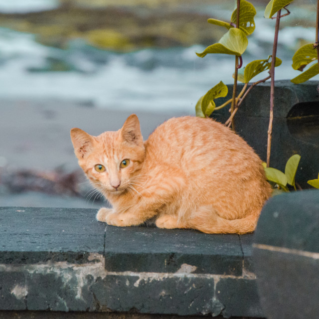 "Shy cat by the beach" stock image