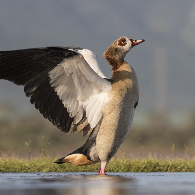 "Egyptian goose (Alopochen aegyptiaca), Zimanga private game reserve,..." stock image