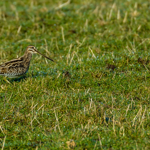 "Snipe in the grass" stock image