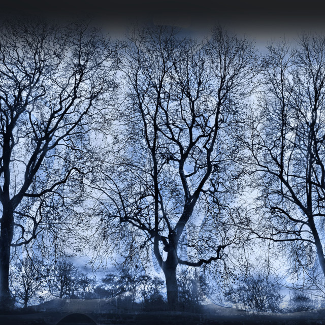 "The Blue Trees" stock image