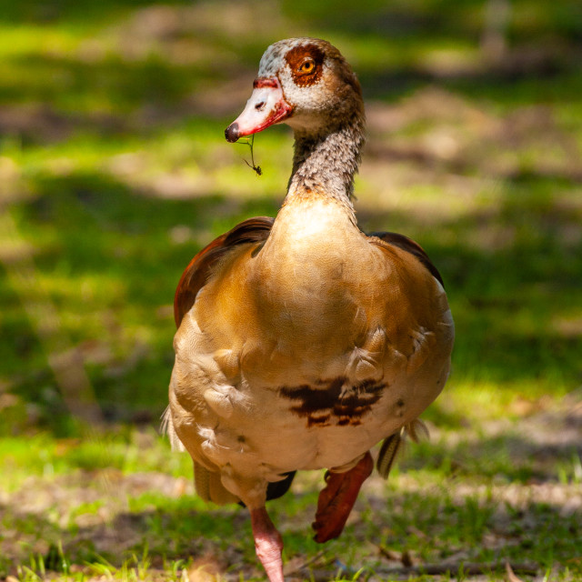 "Being eyed up by an Egyptian Goose" stock image