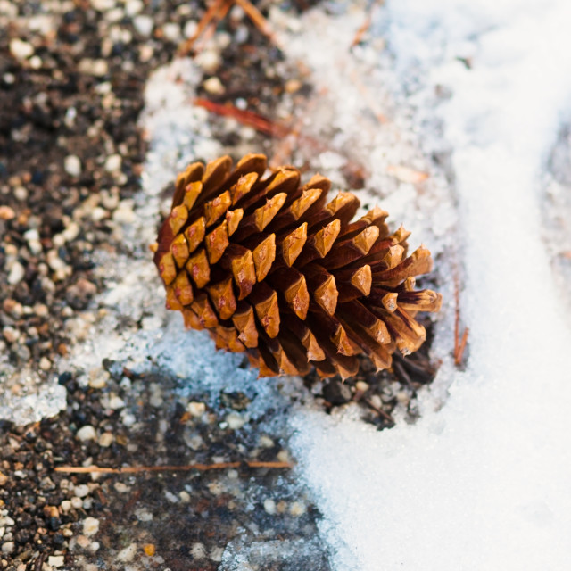 "PIne Cone in a Snow Covered Forest" stock image