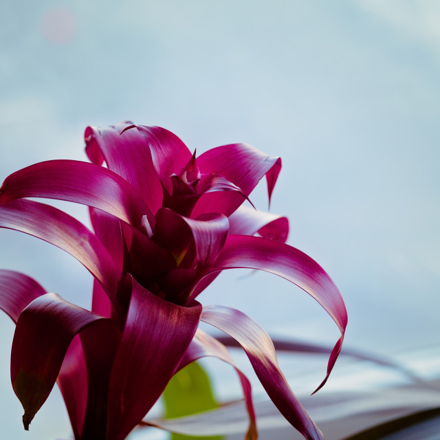 "Magenta, Tropical Bromeliad Plant in Front of a Glass Window" stock image