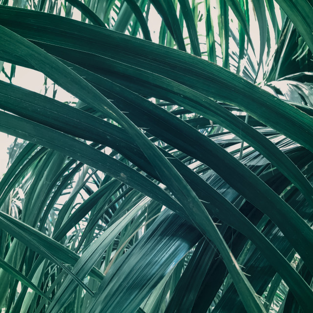 "Tropical Leaves Intersecting Close Up" stock image