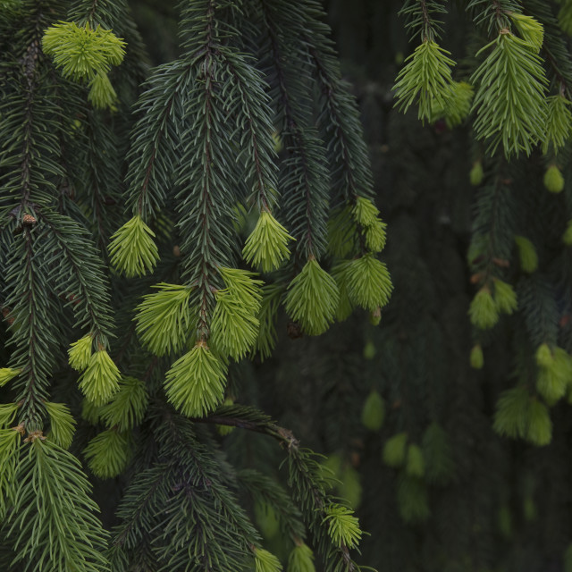 "New Growth, New Beginnings" stock image