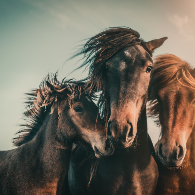 "Family portrait" by Marcus Hennen - $31.15 "Family portrait" stock image