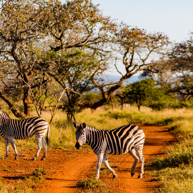 Zebras, Equus zebra, Zululand, South Africa - License, download or