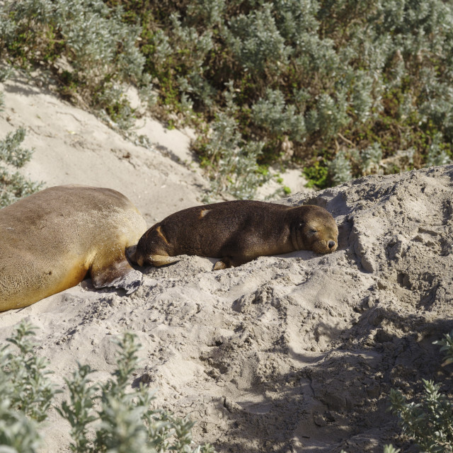 "Wild baby Australian Sea Lion resting on sand in the Seal Bay Conservation..." stock image