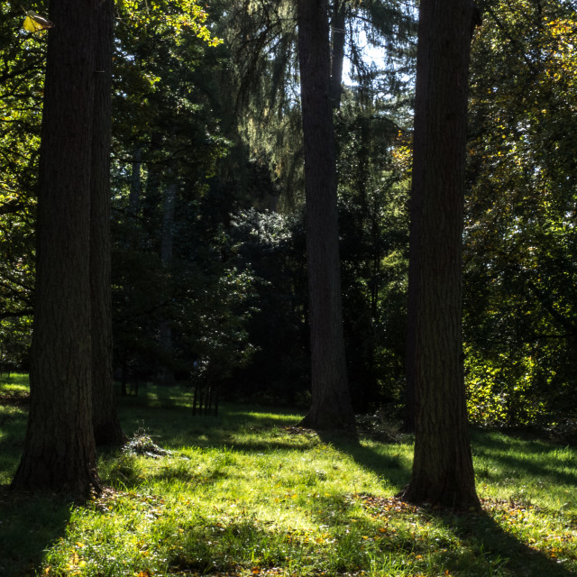 "Tree trunks" stock image