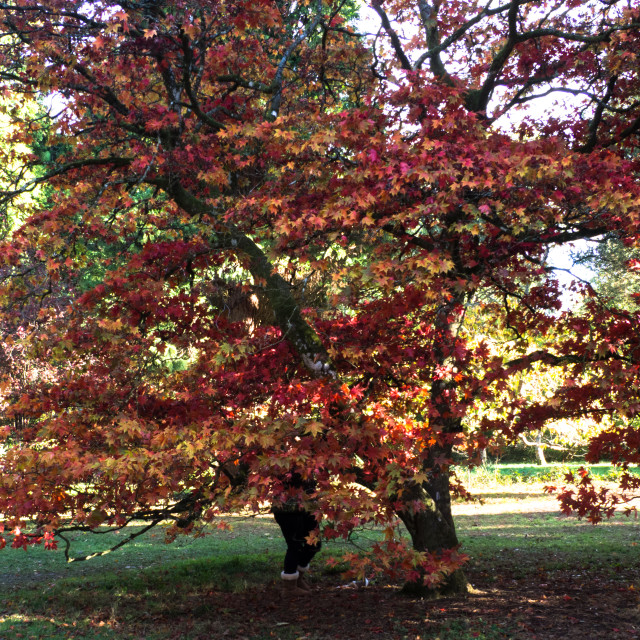 "Autumn colour" stock image