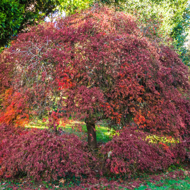 "A blaze of red" stock image