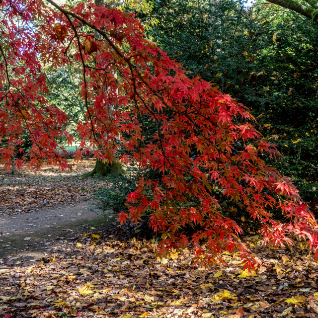 "Colour" stock image