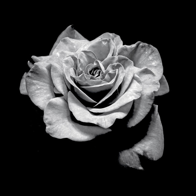 "Rose" stock image