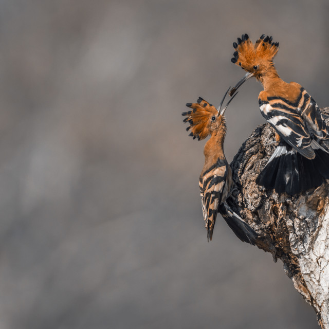 "African hoopoe in Kruger National park, South Africa" stock image