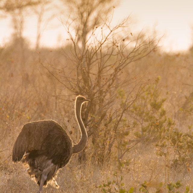 "African Ostrich in Kruger National park, South Africa" stock image