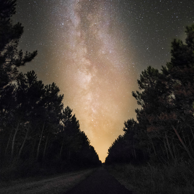 "Pines of La Rive" stock image