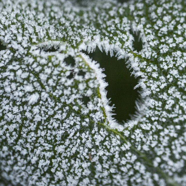 "Frost" stock image