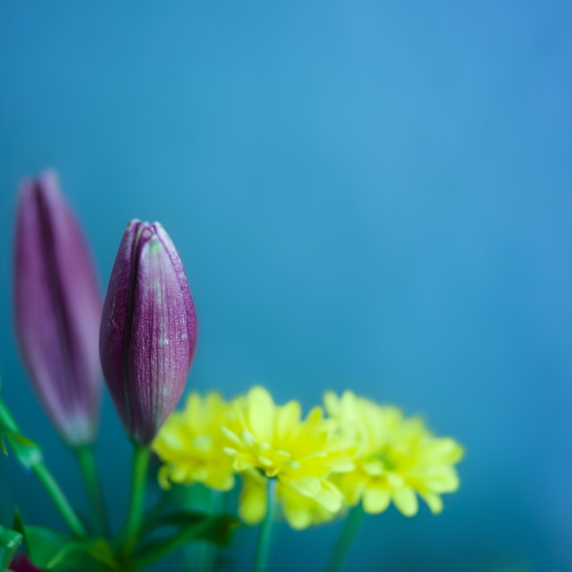 "Bouquet of Lilies and Daisies in Front of a Blue Background" stock image