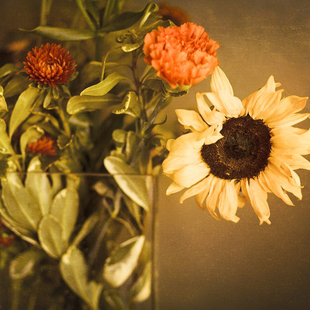 "Bouquet of Sunflowers and Orange Mums in Front of a Golden Tan Textured Wall" stock image