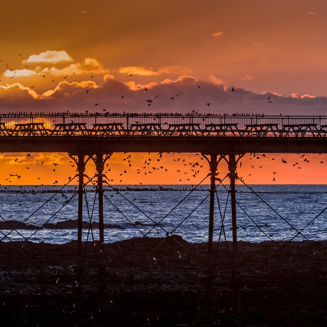 "A murmuration of Starlings on the West Coast of Wales." stock image