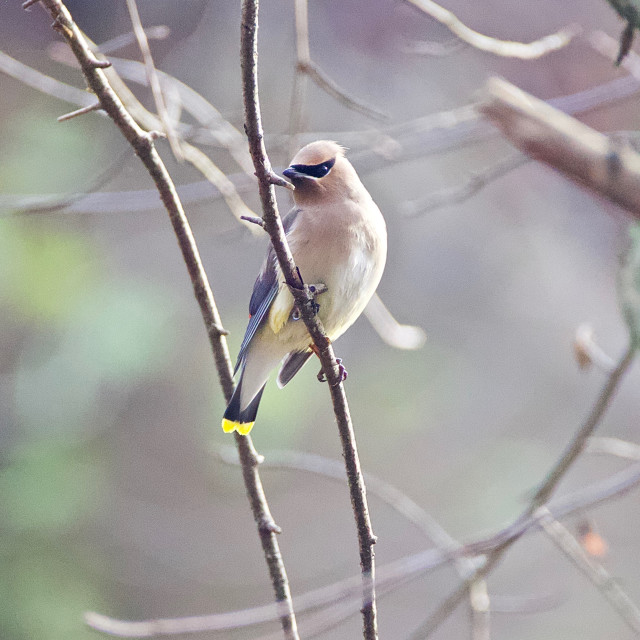 "Cedar Waxwing" stock image