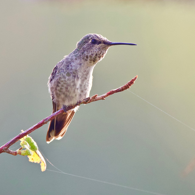 "Ruby-throated Hummingbird" stock image