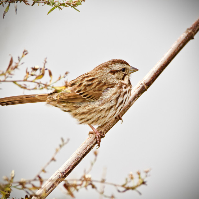 "Song Sparrow" stock image