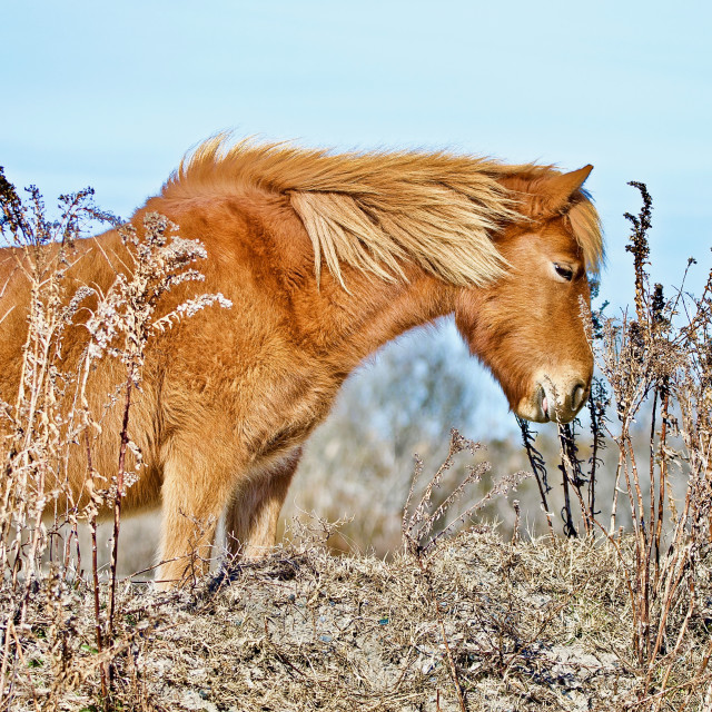 "Wild Horse" stock image