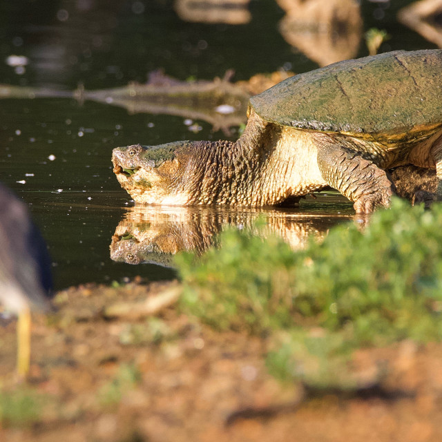 "Eastern Snapping Turtle" stock image