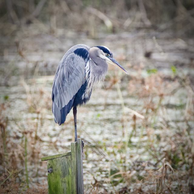 "Blue Heron" stock image