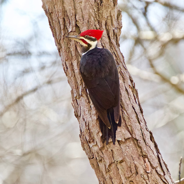 "Pileated Woodpecker" stock image