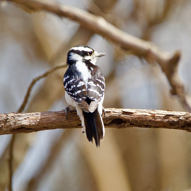 "Downy Woodpecker" stock image