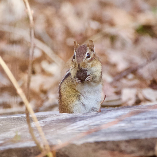 "Chipmunk" stock image