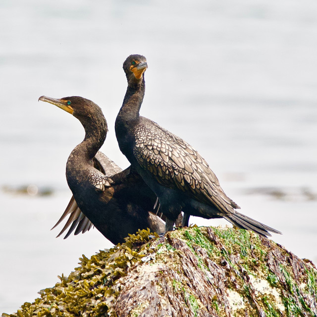 "Double-crested Cormorant" stock image