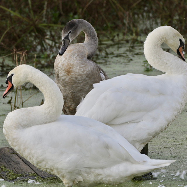 "Muted Swans" stock image