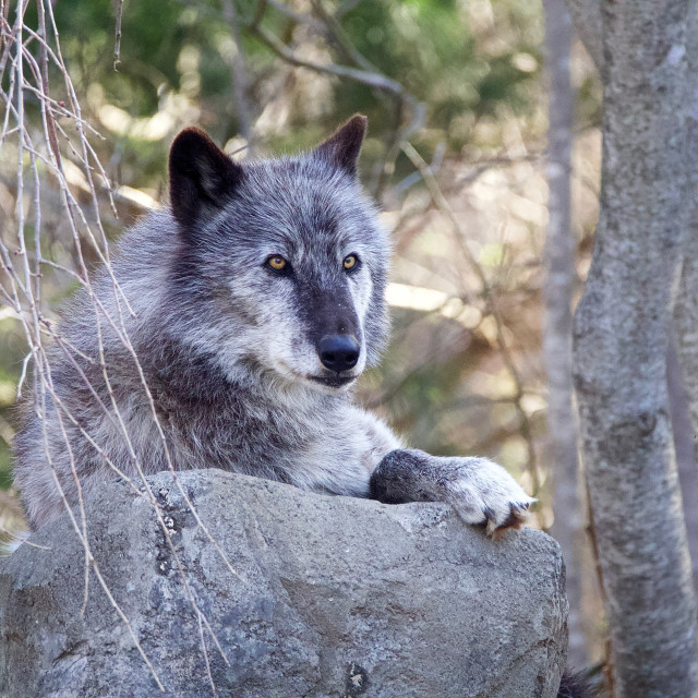 "Grey Wolf" stock image