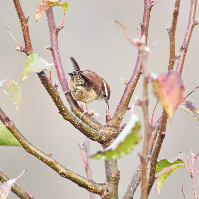 "Carolina Wren" stock image