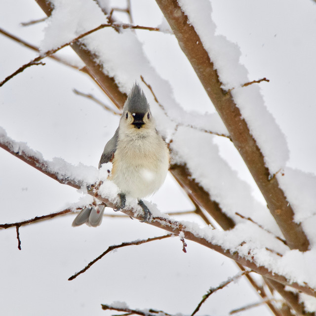 "Tufted Titmouse" stock image