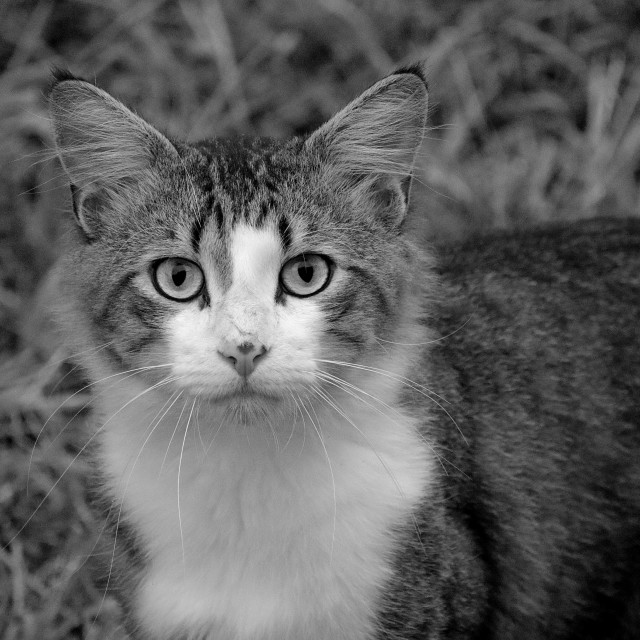 "Cat staring" stock image