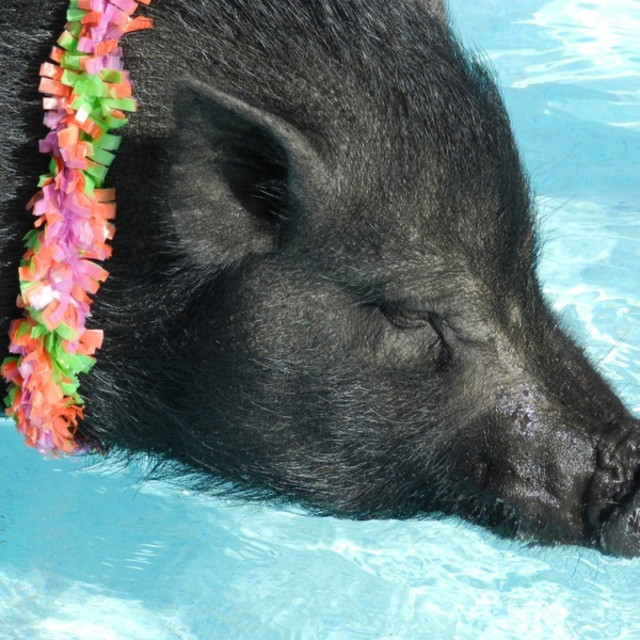 "Pot Bellied Pig" stock image