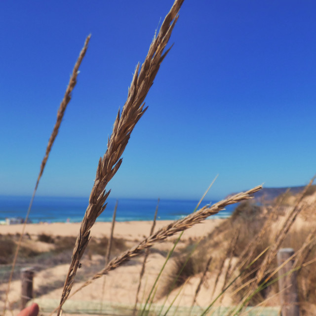 "dry leaves spike, beach dunes" stock image