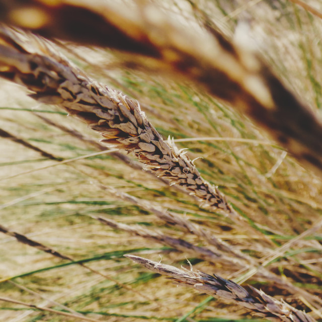 "dry leaves spike, beach dunes" stock image