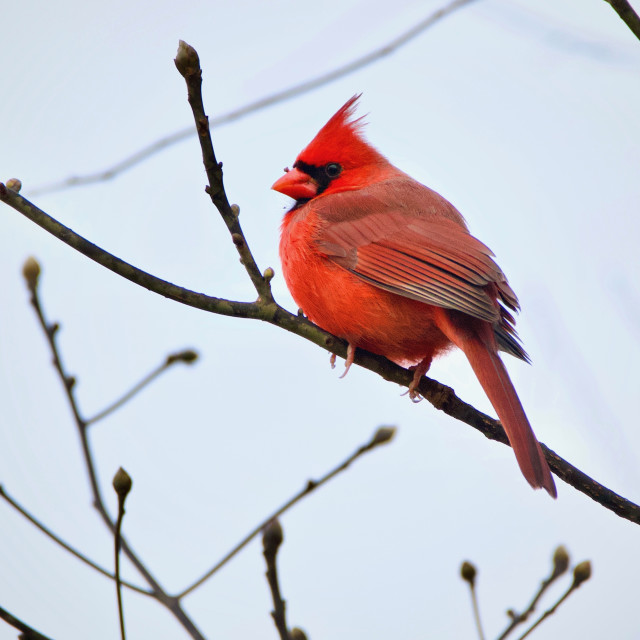 "Cardinal" stock image