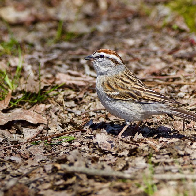 "Chipping Sparrow" stock image