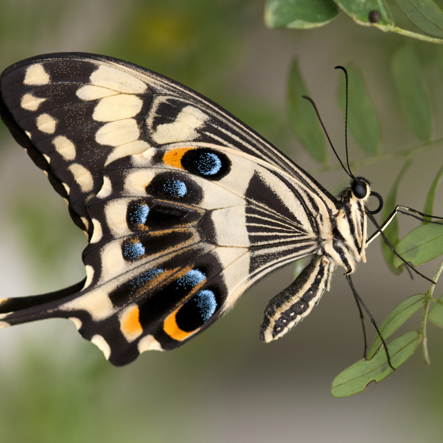 "Emperor Swallowtail, Papilio ophidicephalus" stock image