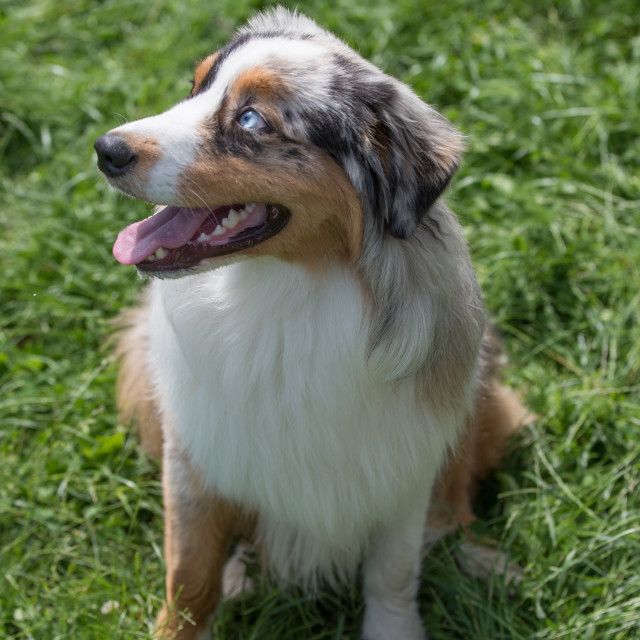 long haired australian shepherd