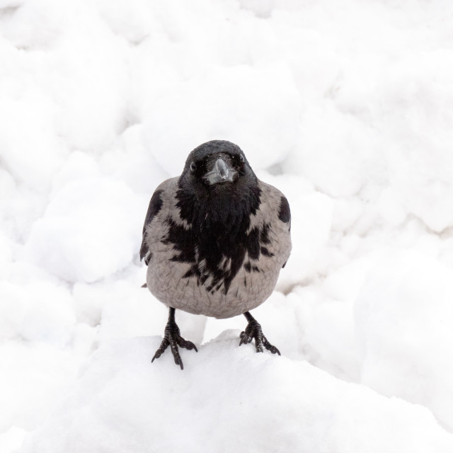 "Hooded crow" stock image