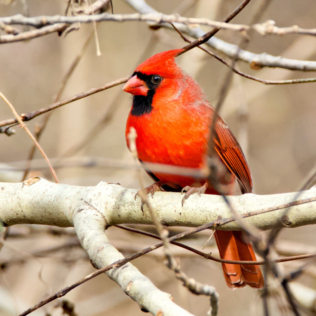 "Cardinal" stock image